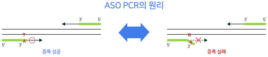 ASO PCR의 원리