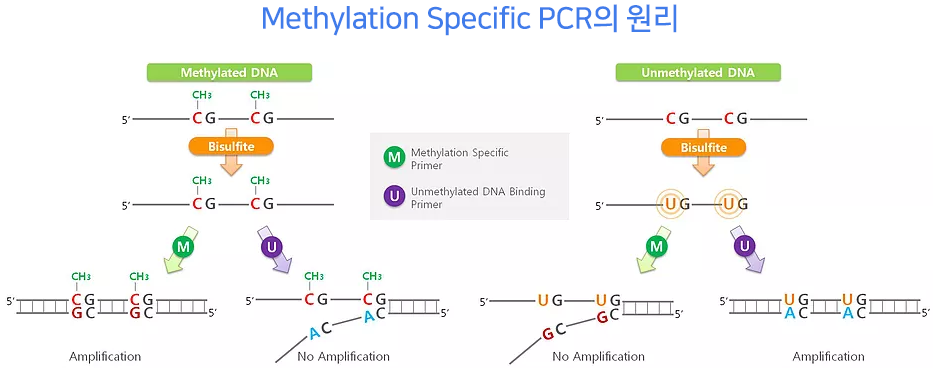 Methylation Specific PCR의 원리