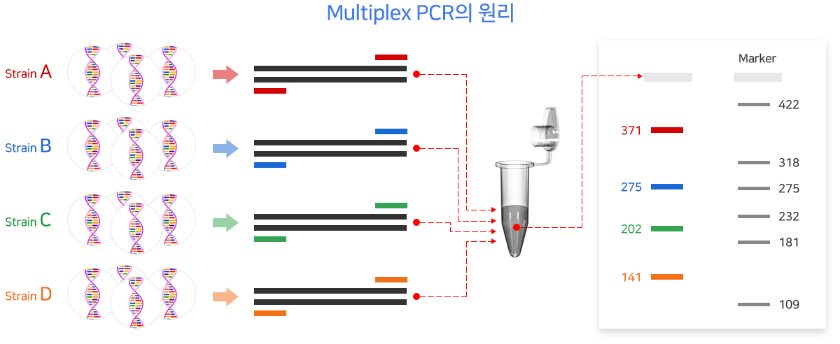 multiplex PCR의 원리