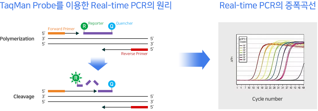 Real-time PCR의 원리